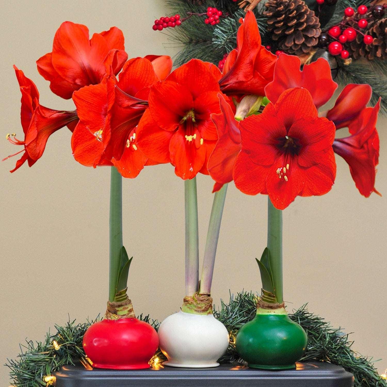 Bloomaker Holiday Trio Waxed Amaryllis, No Water Needed - USA MEGA SHOP