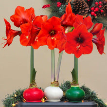 Waxed amaryllis trio with red-orange blooms on green, white, and red bulb bases