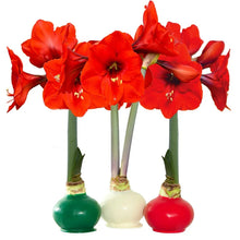 Waxed amaryllis trio with red-orange flowers on green, white, and red bulb vases