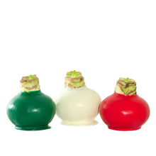 Waxed amaryllis bulb vases in green, white, and red with textured tops