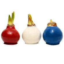 Waxed amaryllis bulbs in blue, white, and red holders with green shoots