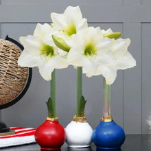 Waxed amaryllis trio with large white flowers on green stems and three colored bulb holders