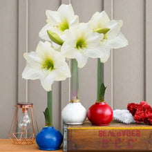 Waxed amaryllis trio with white blooms on green stems in blue, white, and red bulb holders