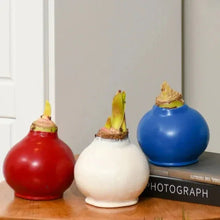 Waxed amaryllis trio with green shoots in red, white, and blue bulb holders