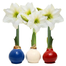 Waxed amaryllis trio with white flowers and green stems in blue, white, and red bulb holders