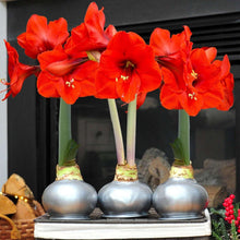 Waxed amaryllis trio with red blooms and silver bulb bases on a mantle shelf.