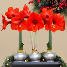 Waxed amaryllis trio with red blossoms, silver bases, and evergreen greenery at the base.