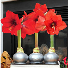 Waxed amaryllis trio with red blossoms and silver bulb bases on a mantle shelf.