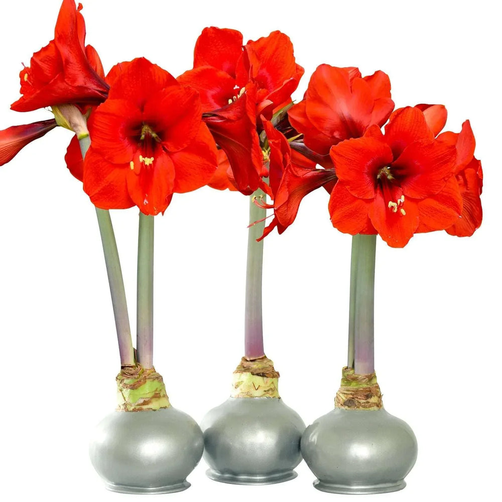 Bloomaker Silver Waxed Amaryllis Trio, No Water Needed - USA MEGA SHOP