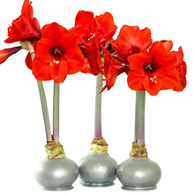 Waxed amaryllis trio with bright red blossoms and silver bulb bases with wax tops.