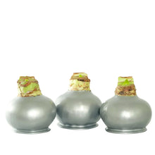 Waxed amaryllis trio with silver bulb bases and green-brown wax caps at the top.