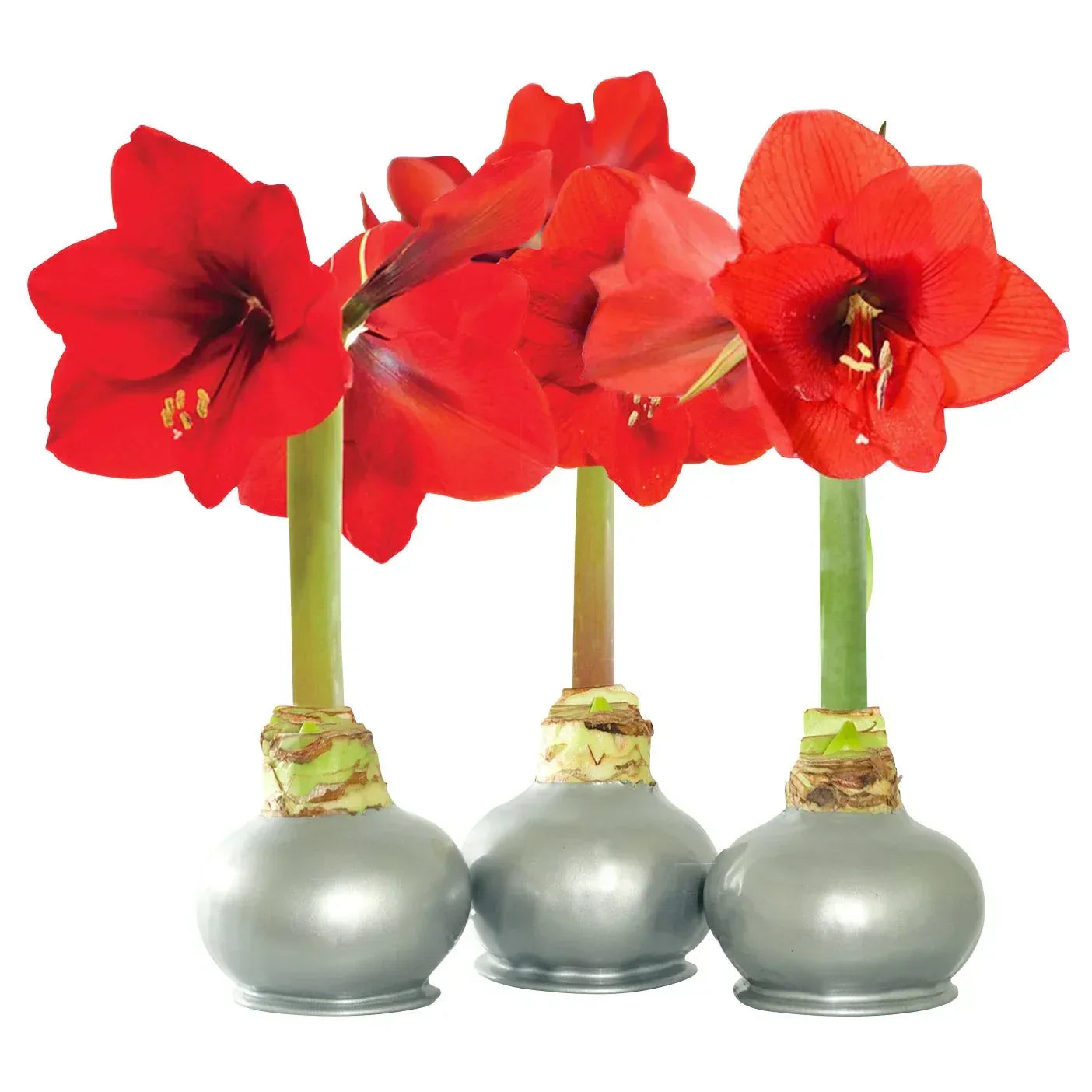 Bloomaker Silver Waxed Amaryllis Trio, No Water Needed - USA MEGA SHOP