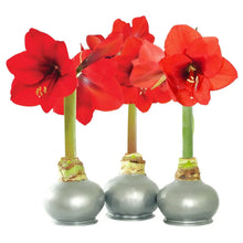 Waxed amaryllis trio with three red amaryllis blooms and silver bulb bases.
