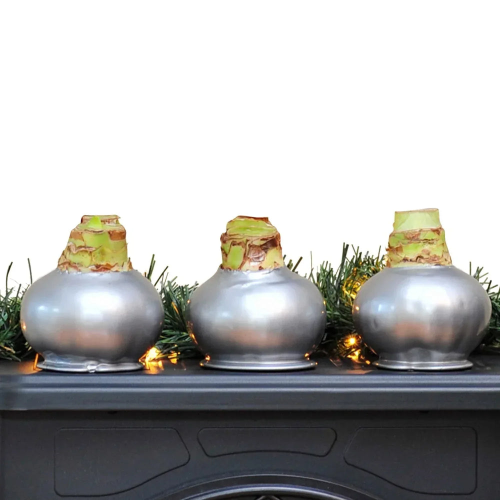 Bloomaker Silver Waxed Amaryllis Trio, No Water Needed - USA MEGA SHOP