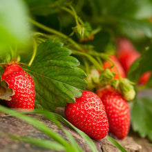 Ripe red strawberries with green leaves on the plant