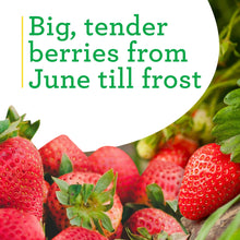 Red strawberries growing on green plants