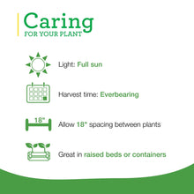 Strawberry plant care icon graphic with light and spacing notes