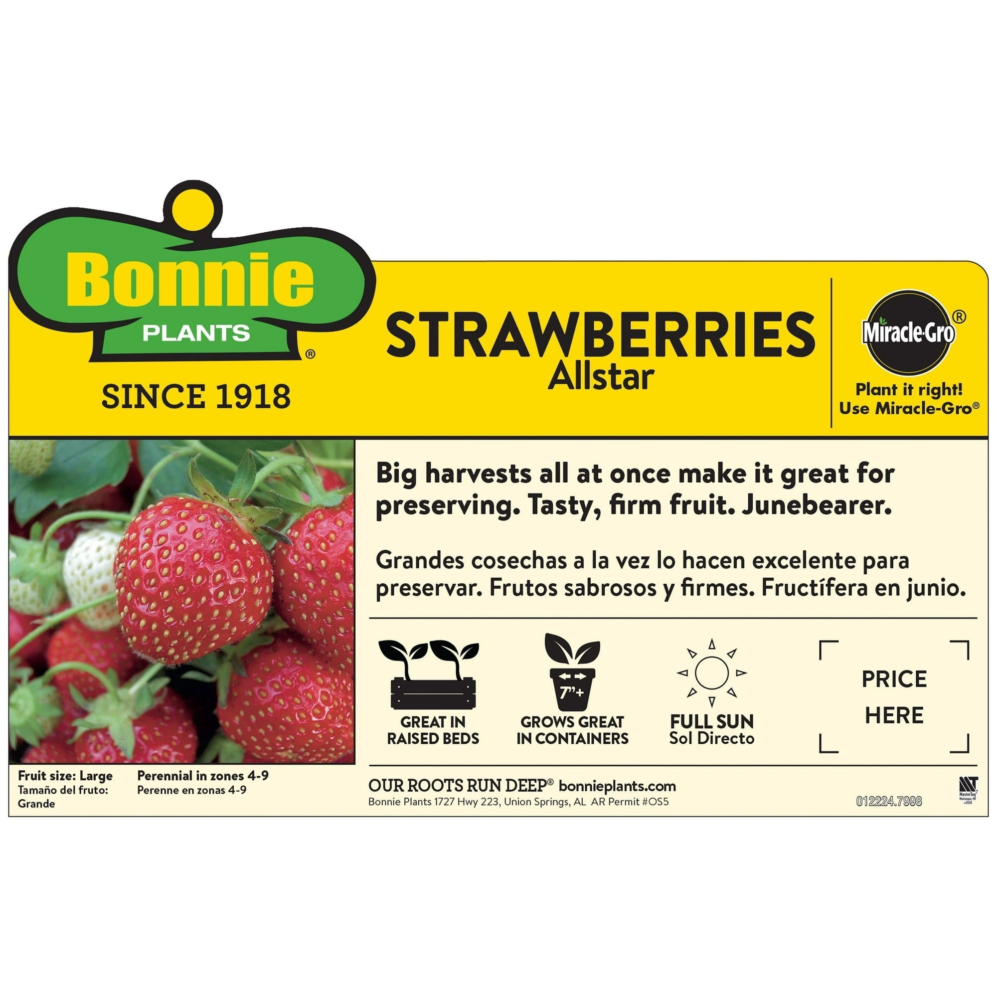 Bonnie Plants Strawberry, Live Plant, 19.3 oz.