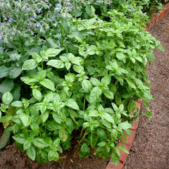 Bonnie Plants Sweet Basil 19.3 oz. 2-Pack