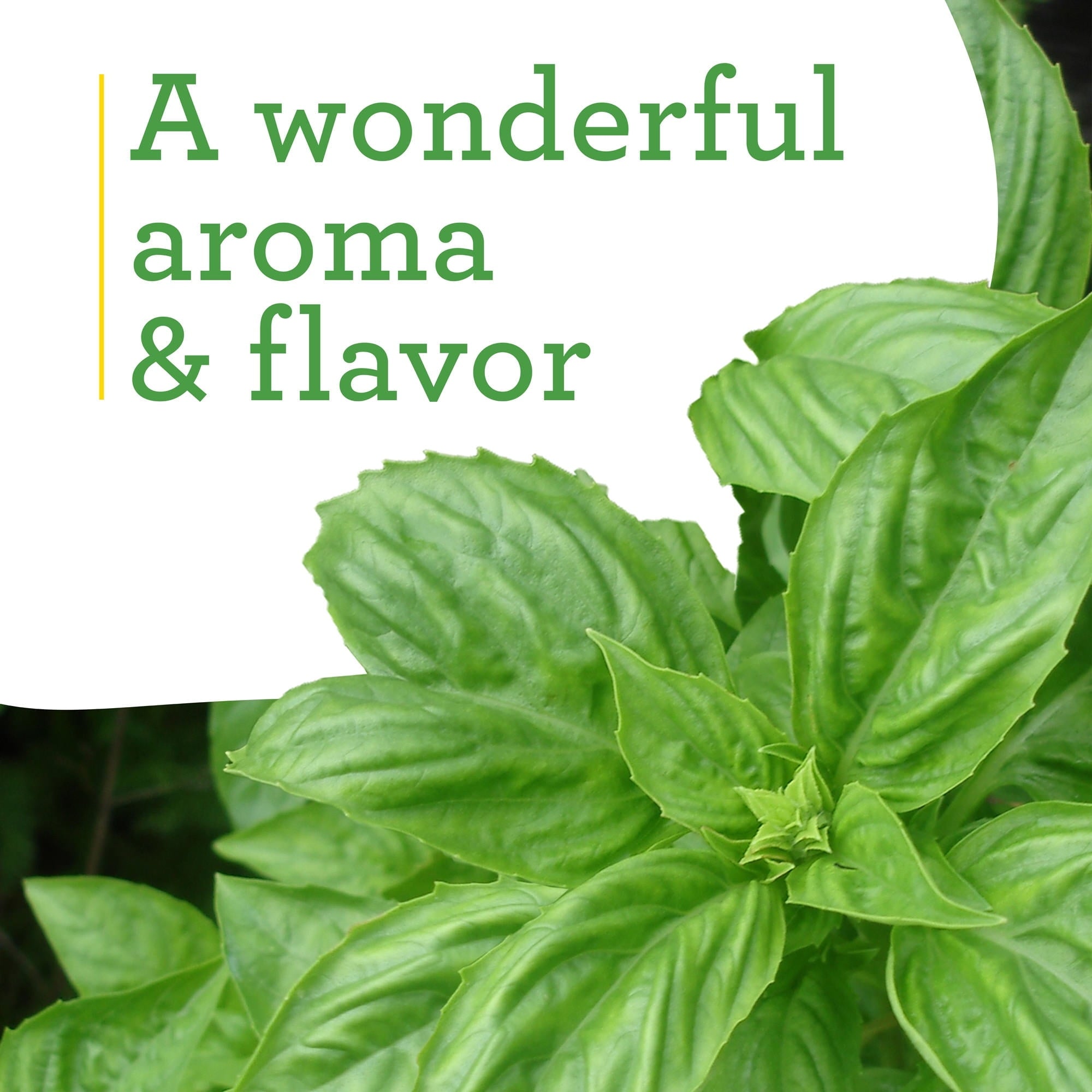Bonnie Plants Sweet Basil 19.3 oz. 2-Pack