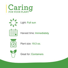 Sweet basil care instruction graphic with sun and container icons