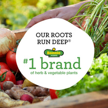 Sweet basil roots marketing badge over a mix of vegetables and herbs