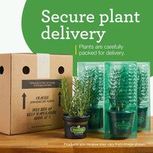 Sweet basil plants secured in shipping packaging with protective sleeves