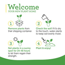 Sweet basil planting instructions steps on a green and white graphic