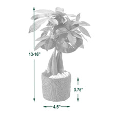 Indoor bonsai-style plant in white-gray textured pot, 4.5 in wide and 3.75 in tall