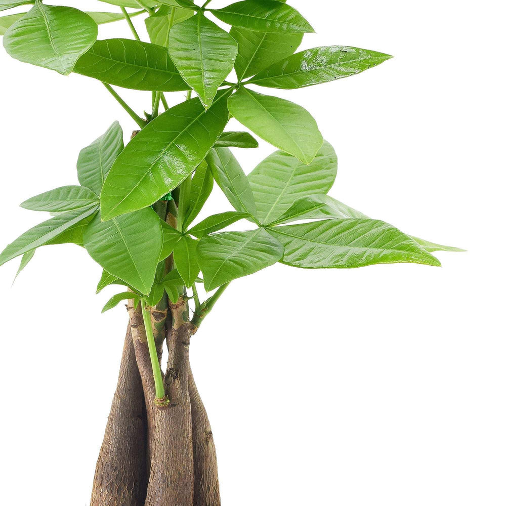 Bonsai Live Indoor Plant in 7 in. Pot - USA MEGA SHOP