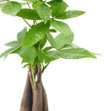 Live bonsai-style indoor plant close-up with bright green leaves in gray pot