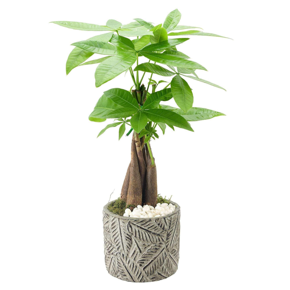 Bonsai Live Indoor Plant in 7 in. Pot - USA MEGA SHOP