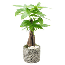 Live bonsai-style indoor plant in textured gray pot with green leaves