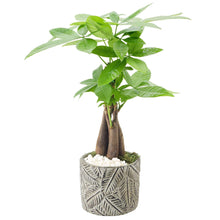 Live bonsai-style indoor plant with green leaves in textured gray 7 in pot