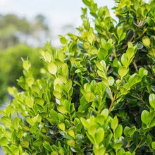 Young boxwood shrub with bright green oval leaves and small branching stems