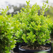 Boxwood shrub in a black round planter, dense lime-green leaves