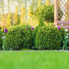 Rounded boxwood hedge mounds with purple tulip stems in a landscaped garden