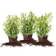 Boxwood shrubs in small brown pots, three-pack with dense light-green leaves