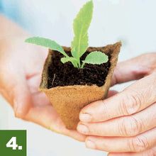 Seedling in small soil pod held in hands with two green leaves