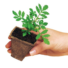 Hand holding a soil plug with fresh green seedlings, brown seed starting mix