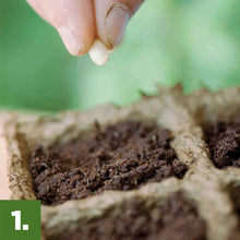 Finger placing a seed into dark soil in a small planting tray