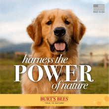 Dog shampoo label featuring golden retriever and Burt's Bees branding