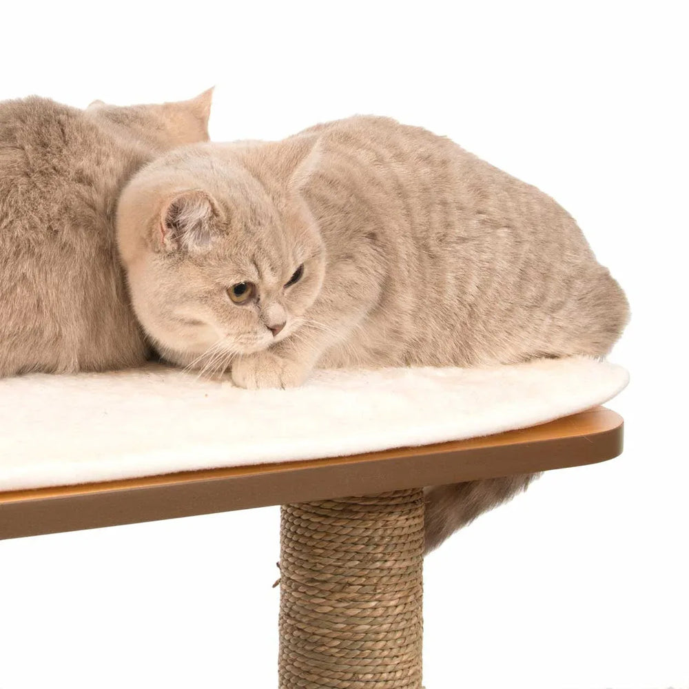 Catit Vesper High Base XL 62 inch Cat Tree, 5 Levels and 1 Condo, Walnut - USA MEGA SHOP