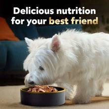 Cesar wet dog food variety pack with dog eating from bowl