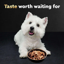 White dog with a bowl of wet dog food loaf in sauce