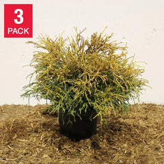 Chamaecyparis Pisifera ‘Sungold’ - 3-pack