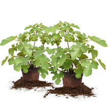 Chicago hardy fig tree in 3-gallon pots with green leaves