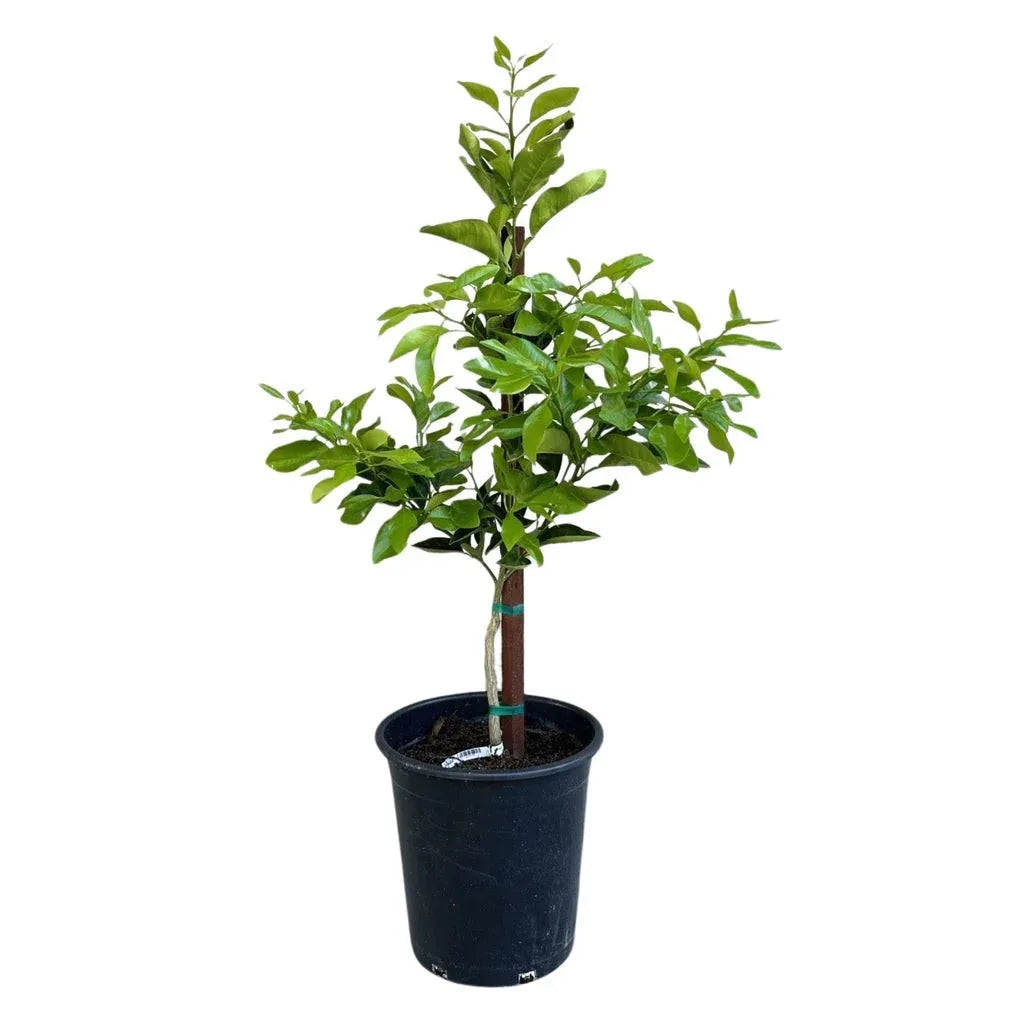 Cocktail Grapefruit Tree Standard