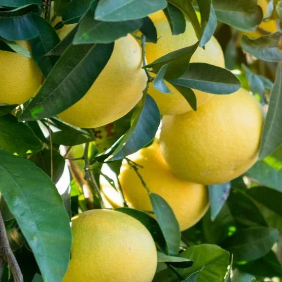 Cocktail Grapefruit Tree Standard