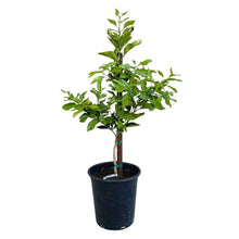 Potted grapefruit tree with upright trunk and dense green leaves in dark pot